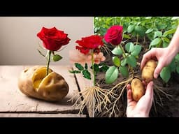 How To Grow Roses And Potato  from stem cuttings