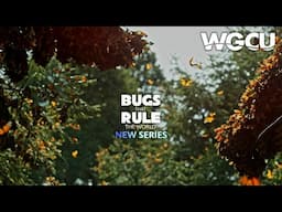 June 2025 | New This Month | PBS Passport