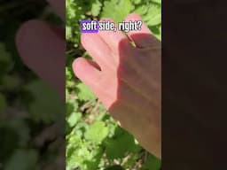 How to Pick Stinging Nettle Without Getting Hurt!