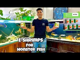 Shrimps for Monster Fish | Fish Food for Monster Fish | Quick Bites E-Shrimps | E-Shrimps