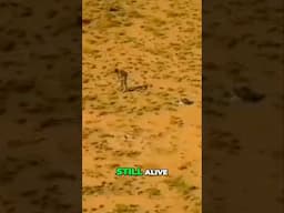 Why Did He Disappear Into the Outback?