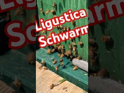 Irrer Ligustica Schwarm am Wachsen - Bienenvolk ist abzugeben