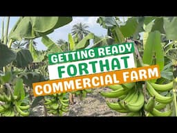 THE EXPERT’S GUIDE TO COMMERCIAL PLANTAIN FARMING: How to Succeed in 2025