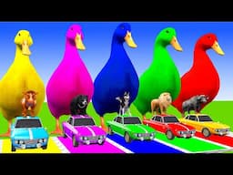 5 Giant Duck Cartoon,Cow,Elephant,Tiger,Lion,Dinosaur,Paint Wild Animals Crossing Fountain Animation