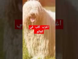 مين يعرف نوع الكلب الغريب "ابو شعر ضفاير"