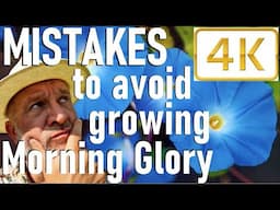 Five Mistakes to Avoid Growing Morning Glory - Ipomea purpurea and tricolor