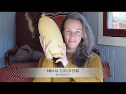Fall Festivities, Knitting, and Spinning - Episode 78 of Ninja Chickens