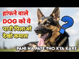 हांफने वाले DOG को ये पानी पिलाओ देखो कमाल ,dog ko thanda kaise kare