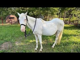 LET’S RECAP our HORSE RESCUING journey!