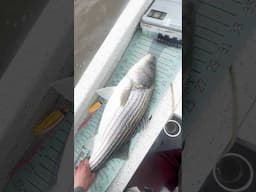 Jigging For River Striped Bass!
