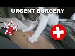 Does She Want To Cure Me Or To Dissect My Stomach?