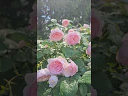 Olivia Rose Austin #rose #rosegarden #davidaustin