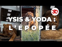 L'Épopée d'YSIS & YODA : vers une nouvelle vie en AFRIQUE DU SUD !