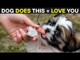 Scientists Reveal This ONE Thing Your Dog Does Proves They Love You