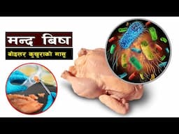 नेपालमा मौन महामारीको भयानक अवस्था || Antibiotic Resistance from Broiler Chicken