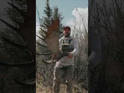 GIANT YUKON MOOSE SHED #shedantlers #shedhunting #moose