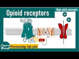 Opioid receptors | How opioid receptors work? | Pharmacology