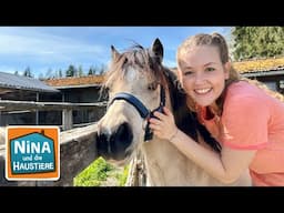 Welsh Pony | Information für Kinder | Nina und die Haustiere