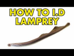 UK Lamprey: HOW TO I.D