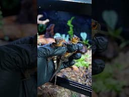 Bioactive Enclosure Setup for Red-Eyed Crocodile Skinks!