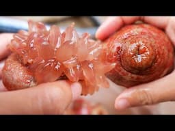Chinese Street Food - SEA ANEMONE Cooked Three Ways Qingdao Seafood China