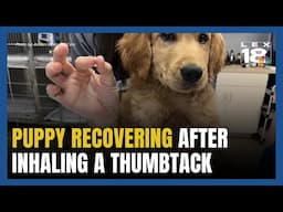 Puppy Survives After Inhaling Thumbtack