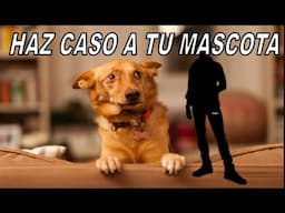 HAZ CASO A TU MASCOTA