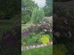 Black lace Elderberry and Oscar Peterson roses in bloom together with purple salvia. #gardening
