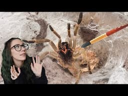 Very BITEY Starburst Baboon Tarantula does NOT like being poked