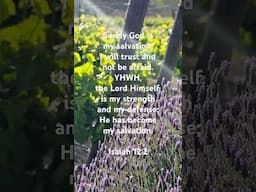 🇮🇱 Isaiah 12:2 ✝️ #ThankYouYeshua #ThankYouYHWH #ThankYouHolySpirit #Amen #Hallelujah #JesusSaves