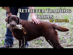 Retrieving Training Drills w/ Clover: Encourage the Delivery!
