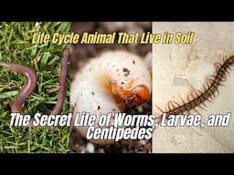 🐞The Secret Life of Worms, Larvae, and Centipedes 🪱 Hidden Lives of Creepy Crawlies Helpers 🪰