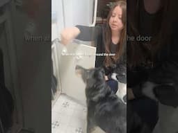 Training Dogs to Open Door