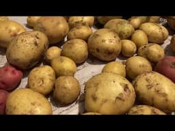 Growing Potatoes In Containers! Surprise Harvest!