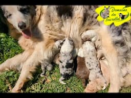 LAVANDE et ses magnifiques chiots de 1 jour !
