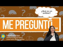 Me pregunto... ¿Qué es un anfibio?
