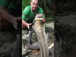 The SNAKE DUDE! #snake #kingcobra #snakeman #reptiles  #snakedude