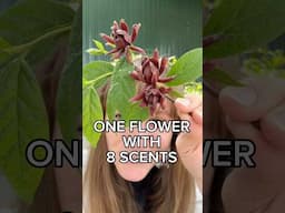 8 people smell 8 different things from a Simply Scentsational sweetshrub #flower from the #garden.