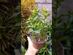 Ixora como fazer mudas|enraizada na água #plantas #shorts