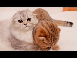 This kitten was so cute, sucking on his sister's paws!