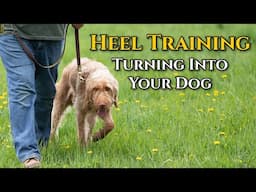 Heel Drills: Turning Into Your Dog