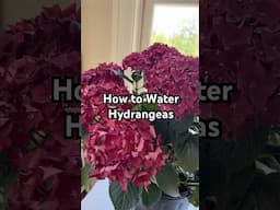 How to Water Your Hydrangeas #gardening #plants #howto #tips #flowers #gardeningtips #shorts