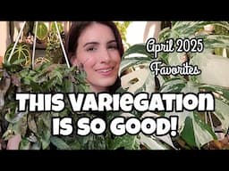 THIS VARIEGATION IS CRAZY!! 😍 Top 5 Favorite Houseplants of April 2025 🌿