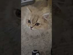 Such a little Purrdy cat