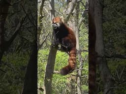 Red Pandas Kids Love Them - Cincinnati Zoo #shorts