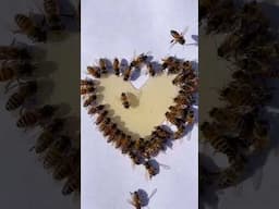 Heart Full of Honey