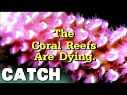 Ben Cropp's Urgent Warning: The Plight of Coral Reefs | Catch