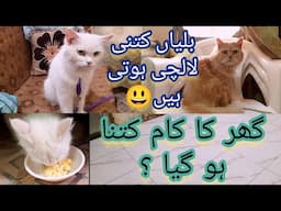 Cats are so greedy | ghar ka kaam kaha tak hogaya | KITTYcat Vlogs