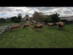 More Cows Off To The Run Off, End Of The Seasons Near!