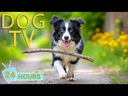Dog TV: Best Video Keep Your Dogs Happy & Stress-Free When Home Alone - Collection Music for Dogs